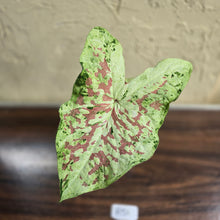 Load image into Gallery viewer, #R51 Caladium