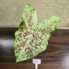 Load image into Gallery viewer, #R51 Caladium