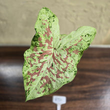 Load image into Gallery viewer, #R51 Caladium