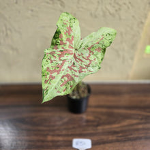 Load image into Gallery viewer, #R51 Caladium