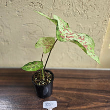 Load image into Gallery viewer, #R51 Caladium