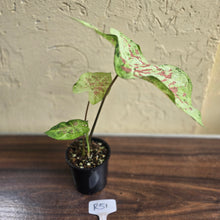 Load image into Gallery viewer, #R51 Caladium