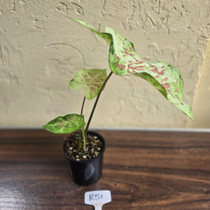 #R51 Caladium