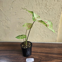 Load image into Gallery viewer, #R51 Caladium