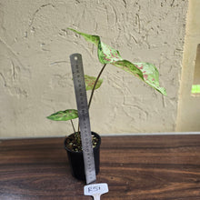 Load image into Gallery viewer, #R51 Caladium