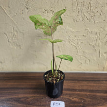 Load image into Gallery viewer, #R51 Caladium