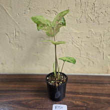 Load image into Gallery viewer, #R51 Caladium