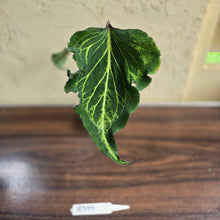 Load image into Gallery viewer, #R399 Caladium