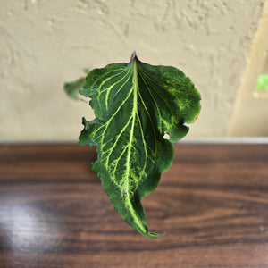 #R399 Caladium