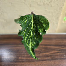 Load image into Gallery viewer, #R399 Caladium