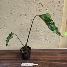 Load image into Gallery viewer, #R399 Caladium