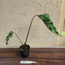 Load image into Gallery viewer, #R399 Caladium