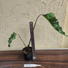 Load image into Gallery viewer, #R399 Caladium