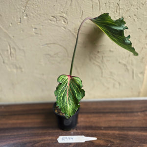 #R399 Caladium