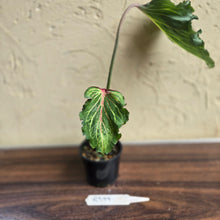 Load image into Gallery viewer, #R399 Caladium