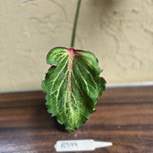 Load image into Gallery viewer, #R399 Caladium