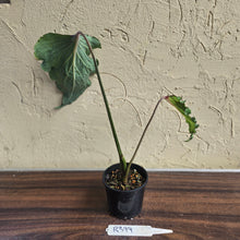 Load image into Gallery viewer, #R399 Caladium