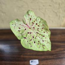 Load image into Gallery viewer, #R33 Caladium Miss Muffet