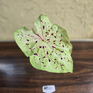 #R33 Caladium Miss Muffet