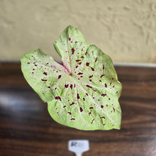 Load image into Gallery viewer, #R33 Caladium Miss Muffet
