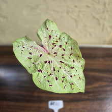 Load image into Gallery viewer, #R33 Caladium Miss Muffet
