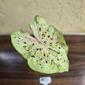 #R33 Caladium Miss Muffet