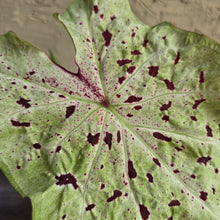 Load image into Gallery viewer, #R33 Caladium Miss Muffet