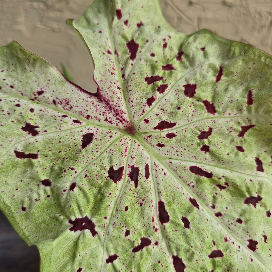 #R33 Caladium Miss Muffet
