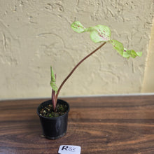 Load image into Gallery viewer, #R33 Caladium Miss Muffet