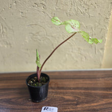 Load image into Gallery viewer, #R33 Caladium Miss Muffet