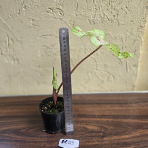 #R33 Caladium Miss Muffet