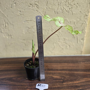 #R33 Caladium Miss Muffet