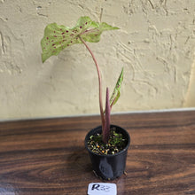 Load image into Gallery viewer, #R33 Caladium Miss Muffet