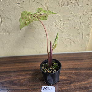 #R33 Caladium Miss Muffet