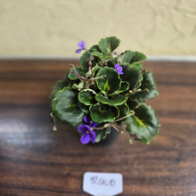 Load image into Gallery viewer, #R400 African Violet Dolly Dimples