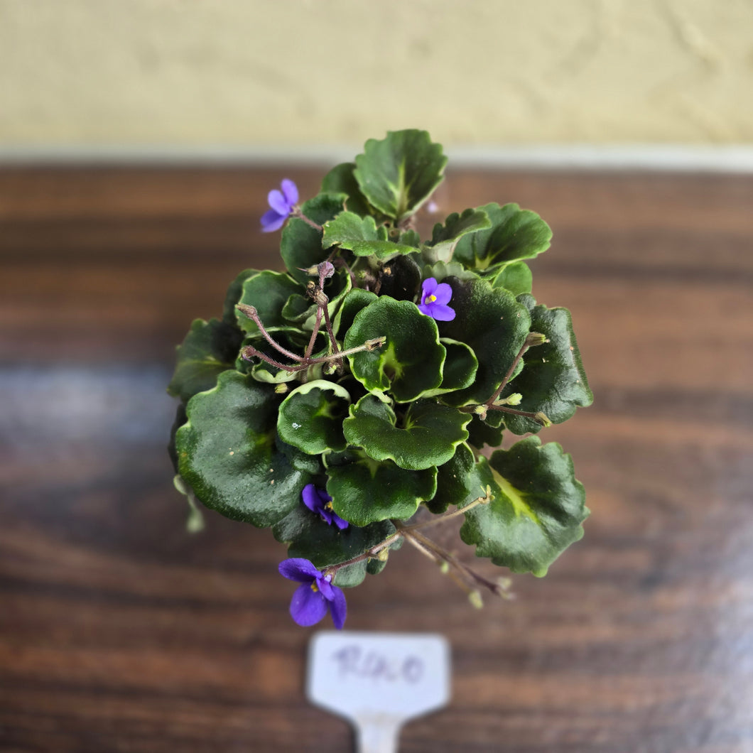 #R400 African Violet Dolly Dimples