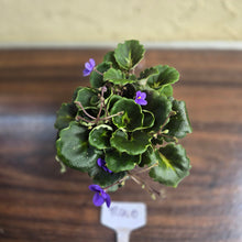 Load image into Gallery viewer, #R400 African Violet Dolly Dimples