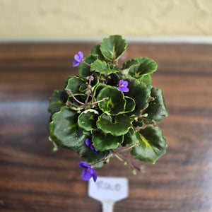 #R400 African Violet Dolly Dimples