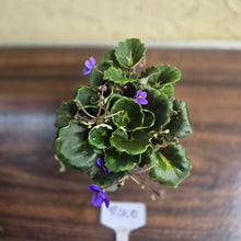 Load image into Gallery viewer, #R400 African Violet Dolly Dimples
