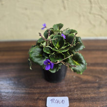 Load image into Gallery viewer, #R400 African Violet Dolly Dimples