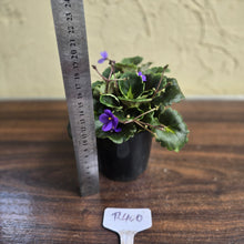 Load image into Gallery viewer, #R400 African Violet Dolly Dimples