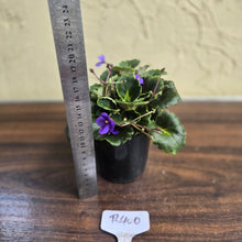 Load image into Gallery viewer, #R400 African Violet Dolly Dimples
