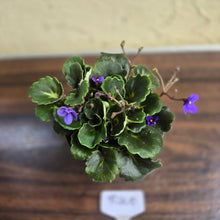 Load image into Gallery viewer, #R400 African Violet Dolly Dimples