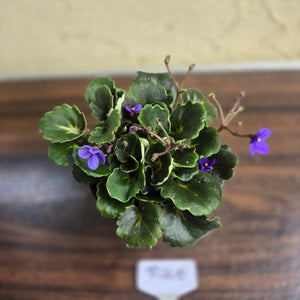 #R400 African Violet Dolly Dimples