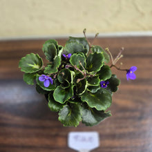 Load image into Gallery viewer, #R400 African Violet Dolly Dimples