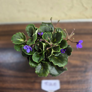 #R400 African Violet Dolly Dimples