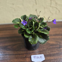 Load image into Gallery viewer, #R400 African Violet Dolly Dimples