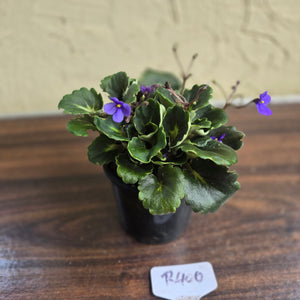 #R400 African Violet Dolly Dimples