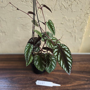 #R221 Cissus Discolor