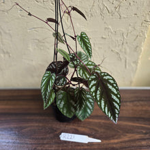 Load image into Gallery viewer, #R221 Cissus Discolor